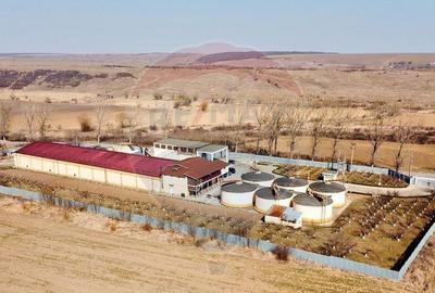 Crama din Buciumeni Afacere la cheie - 5