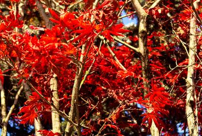 Proprietate Breaza Vila 1000mp , casa administrator , teren generos 3600mp - 5