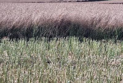 Vanzare Teren intravilan 10000mp Balaceanca - 4