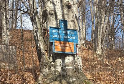 Teren agricol extravilan de 39.5 mp, în Măneciu - 13