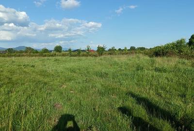 Merisor, 54 ari teren - 2