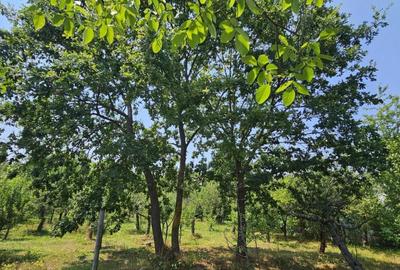 Intravilan 480 mp , loc de casa , zona padure Baicoi Prahova - 5