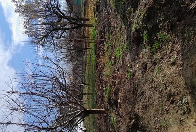 Vand casa cu gradina - 8