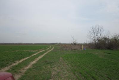 Teren Construcții intravilan de 646 mp, în Domnești - 3