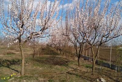 Teren în Gheorghe Lazăr - 2
