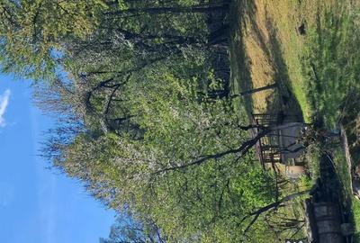 Teren de 10000 mp, în Tomșani - 5