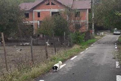 Casă cu 4 camere în Cioboți - 4
