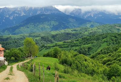 Teren pentru casa de vacanta , Pestera , Brasov - 4