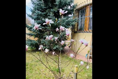 Vila l Bucurestii Noi l Langa Parc Bazilescu Vila l Bucurestii Noi l Langa Parc Bazilescu - 3