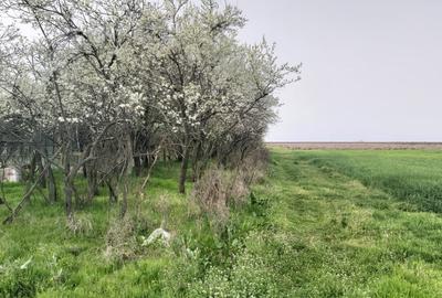 Teren în Văleni - 7