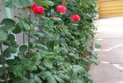 Casă individuală cu 4 camere cu Teren 1700 Mp în Cudalbi - 2