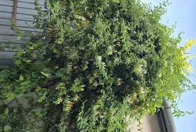 Vand Casa zona Calea Dumbravii-strada Bacovia 575.000 - 5