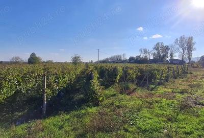 Teren de 8080 mp, în Central - 3