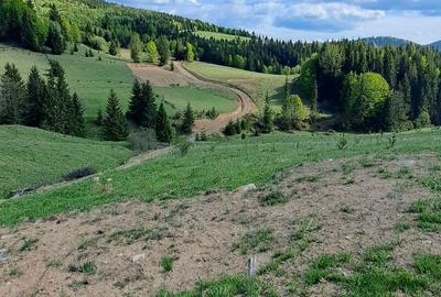 Teren de 3300 mp, în Piatra - 7