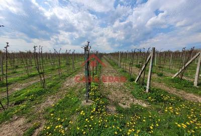 Teren extravilan in Baicoi 10.000mp plantatie mure --80.000e - 1