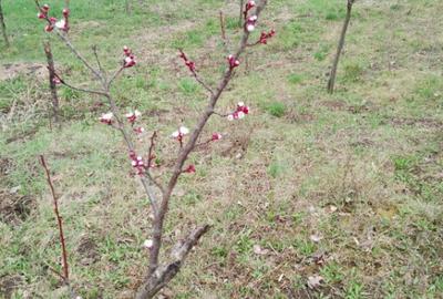Teren intravilan de vanzare in Calarasi langa Turda! - 2