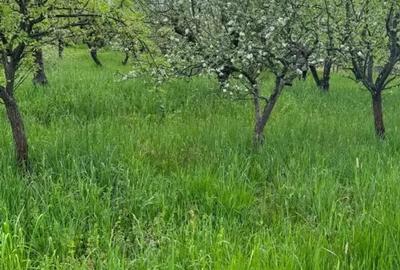 Teren în Viile Satu Mare - 3