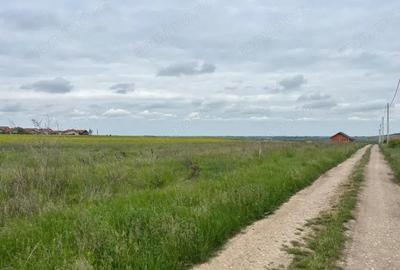 Teren 500 mp Paleu Teren 500 mp Paleu - 3