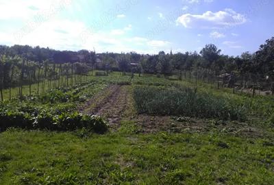 Casa de vanzare Barsa , Arad - 3