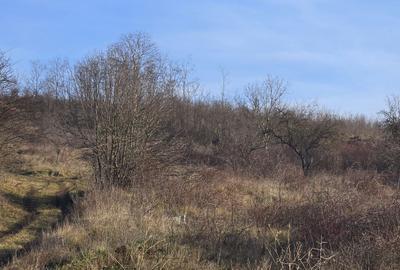 Spațiu comercial, în Rădăcinești - 4