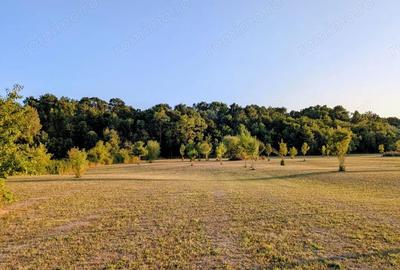 Teren de 12600 mp, în Ghiroda - 5