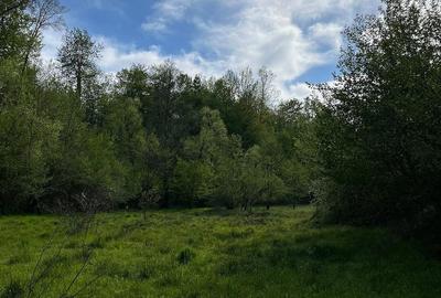 Casă cu Teren 20000 Mp în Vârfurile - 1
