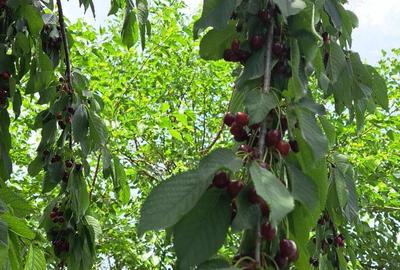 Casă cu 4 camere în Roman - 3