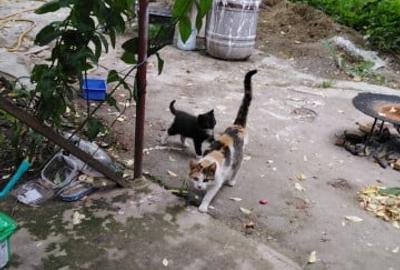 Casa 5 camere cu teren de 1200mp spre vanzare in Ludos jud Sibiu - 8