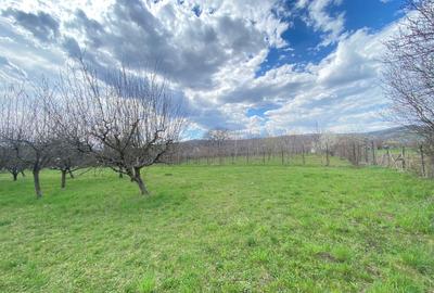 Teren Construcții intravilan de 7000 mp, în Berevoești - 7