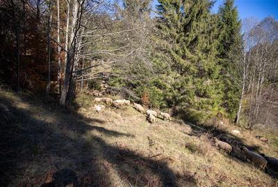 Teren Construcții extravilan de 20000 mp, în Siriu - 22