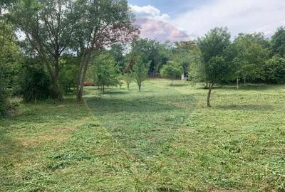 Casă cu Teren 2877 Mp în Bogda - 3