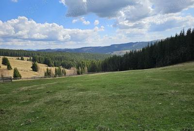 Teren de vanzare 15 hectare in Bucovina Moldova Sulita zona Lucina - 10