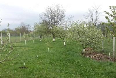 Casă cu Teren 800 Mp în Gilău - 6