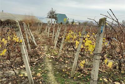 Casă cu 4 camere cu Teren 2200 Mp în Cotnari - 2