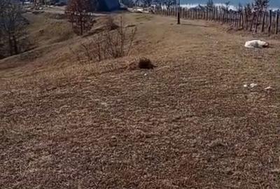 Spațiu comercial, în Buhalnița - 16
