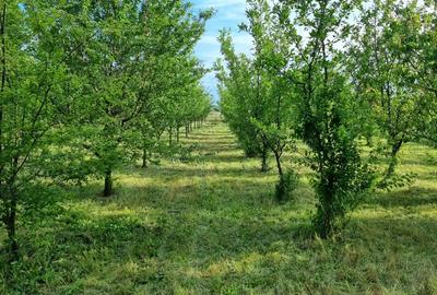 Casa de vanzare in Serbia, sat Vojvoda Stepa (10 minute de vama cu Jimbolia) - 10
