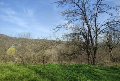 Teren intravilan de 5973 mp, în Plaiu (Provița de Sus) - 8