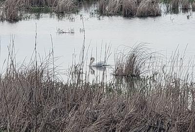 Teren intravilan 1270 mp.Dubla deschidere.Vis-a-vis de Balta Comana. Teren intravilan 1270 mp.Dubla deschidere.Vis-a-vis de Balta Comana. - 3