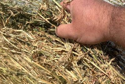 Preiau teren in arenda - 2