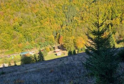 Teren de 8000 mp, în Bologa - 6