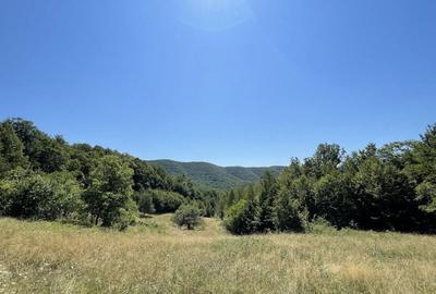 Teren de 45809 mp, în Mădrigești - 10