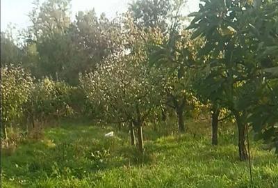 Casa(tip vila)Parter+1 Barcea 172 mp ,teren 1689 mp - 8