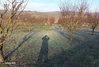 Casă cu Teren 1700 Mp în Crivobara - 3