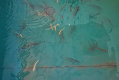 Casă în Central - 5