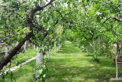 Casă cu 5 camere cu Teren 1124 Mp în Recaș - 12