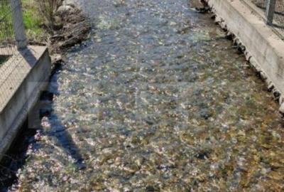 Casa P+E+M cu 4 camere, 250 mp si 3000 mp teren, zona Arcani - 2