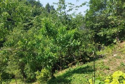 Casă cu 2 camere cu Teren 7500 Mp în Valea Roșie - 7