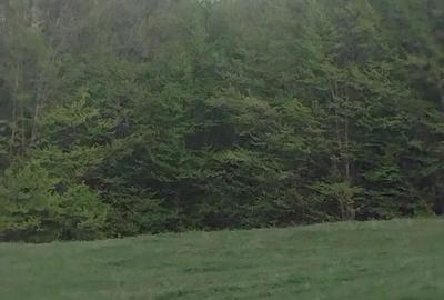 Casă cu Teren 11196 Mp în Central - 5