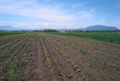 Teren  Zona Stupini Merilor  1693 Mp Intravilan - 3