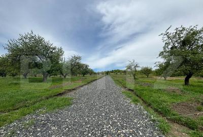 Teren extravilan, zona Sigmir,500mp - 1